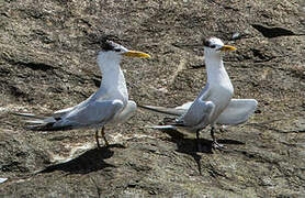 Cabot's Tern (eurygnathus)