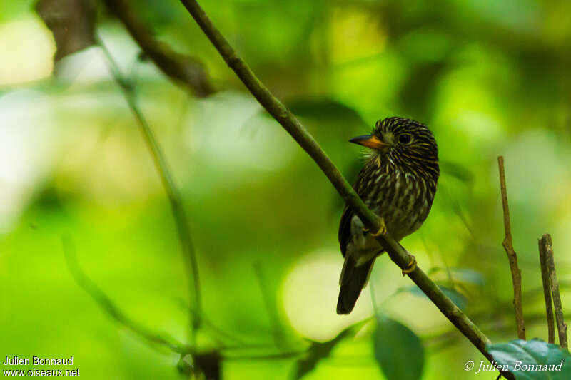 White-chested Puffbirdadult, close-up portrait