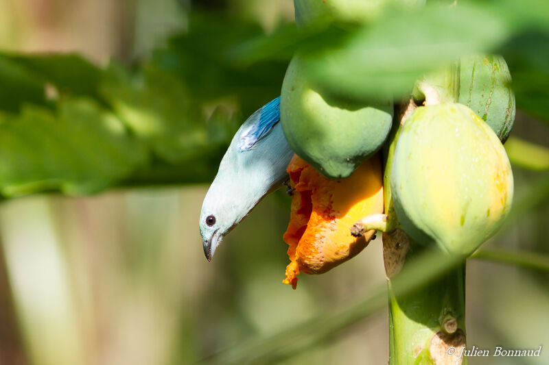 Blue-grey Tanager