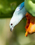 Blue-grey Tanager