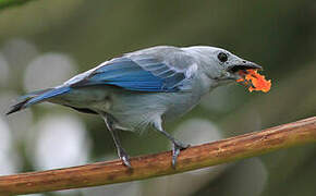 Blue-grey Tanager