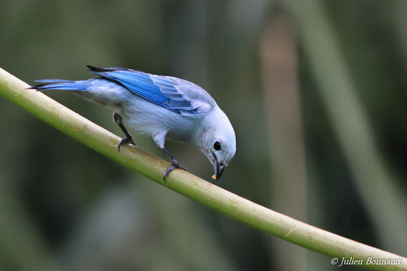 Blue-grey Tanager