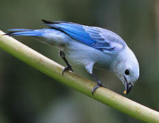 Blue-grey Tanager