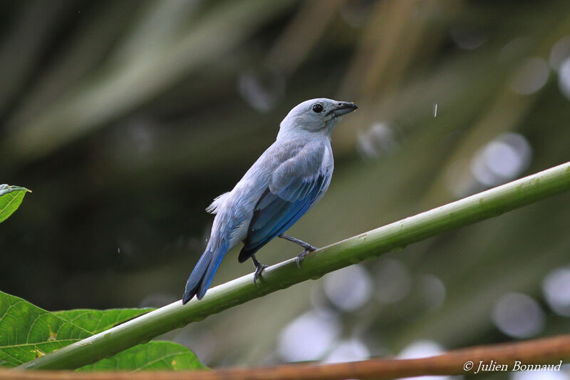 Blue-grey Tanager