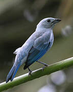 Blue-grey Tanager