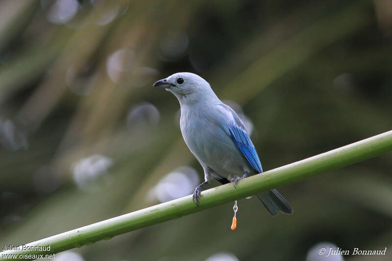 Blue-grey Tanageradult, close-up portrait, Behaviour