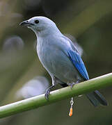 Blue-grey Tanager