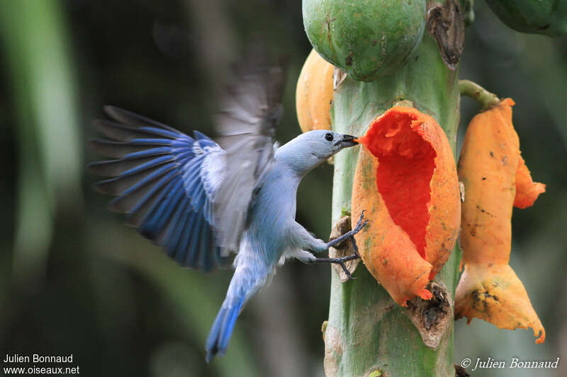 Blue-grey Tanageradult, pigmentation, Flight, feeding habits, eats