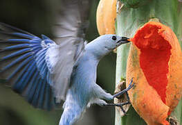 Blue-grey Tanager