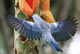 Blue-grey Tanager