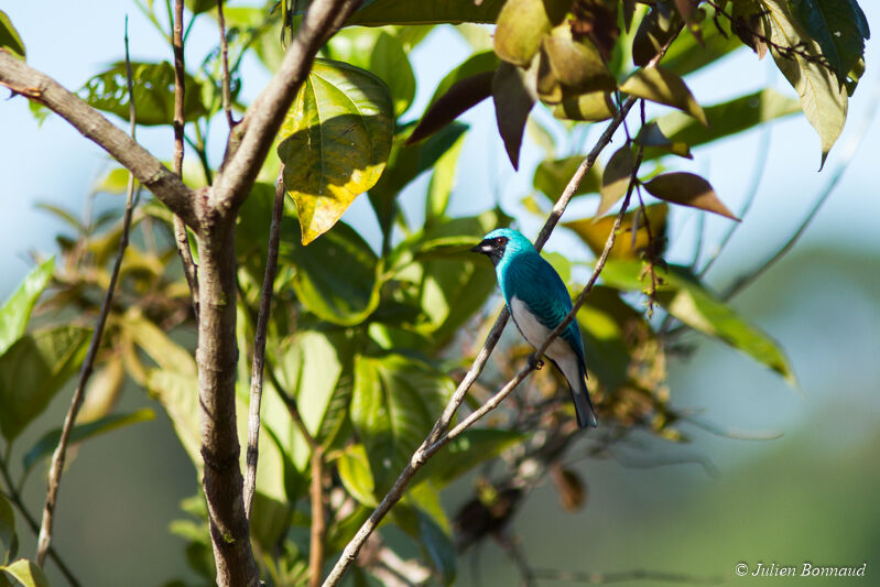 Swallow Tanager male adult, Behaviour