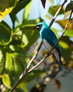 Swallow Tanager