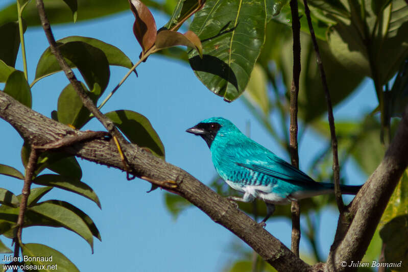 Swallow Tanager male adult, identification, Behaviour