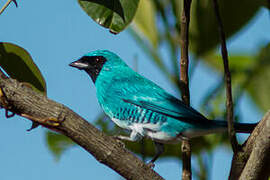 Swallow Tanager