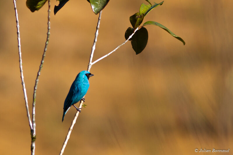 Swallow Tanager male adult, Behaviour