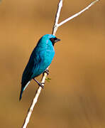 Swallow Tanager