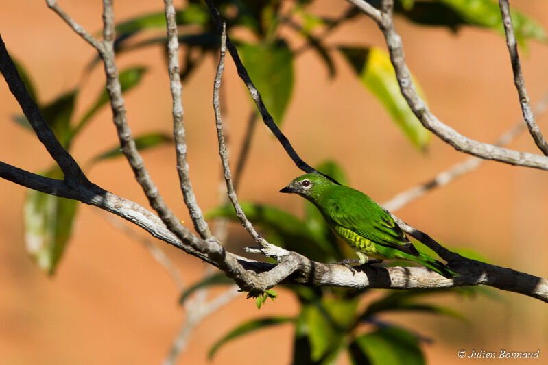 Swallow Tanager female adult, Behaviour