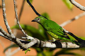 Swallow Tanager