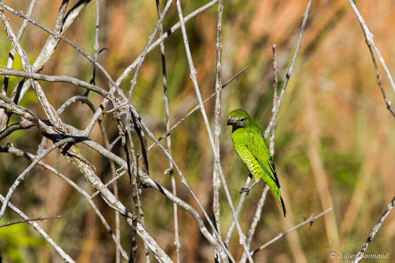 Swallow Tanager female adult, Behaviour