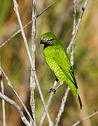 Swallow Tanager