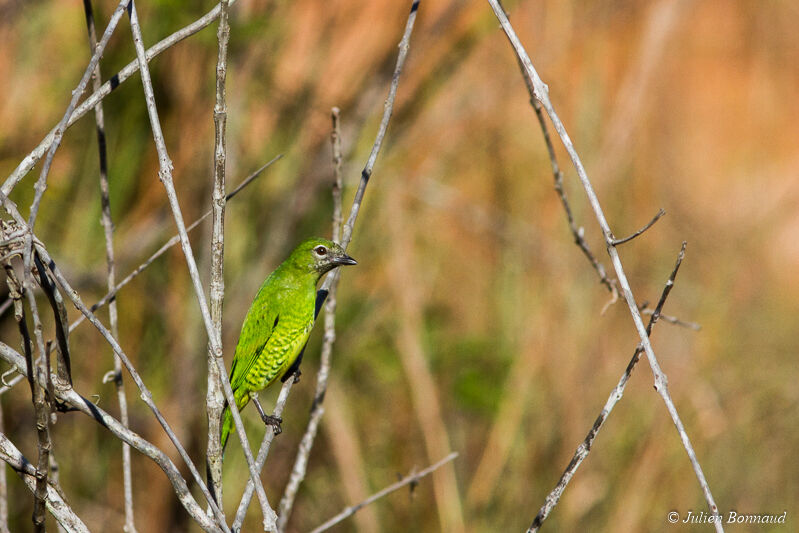 Tersine hirondelle femelle adulte, Comportement