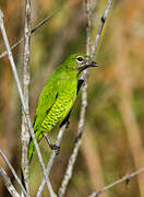 Swallow Tanager