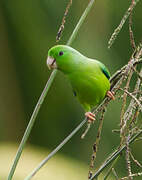 Green-rumped Parrotlet