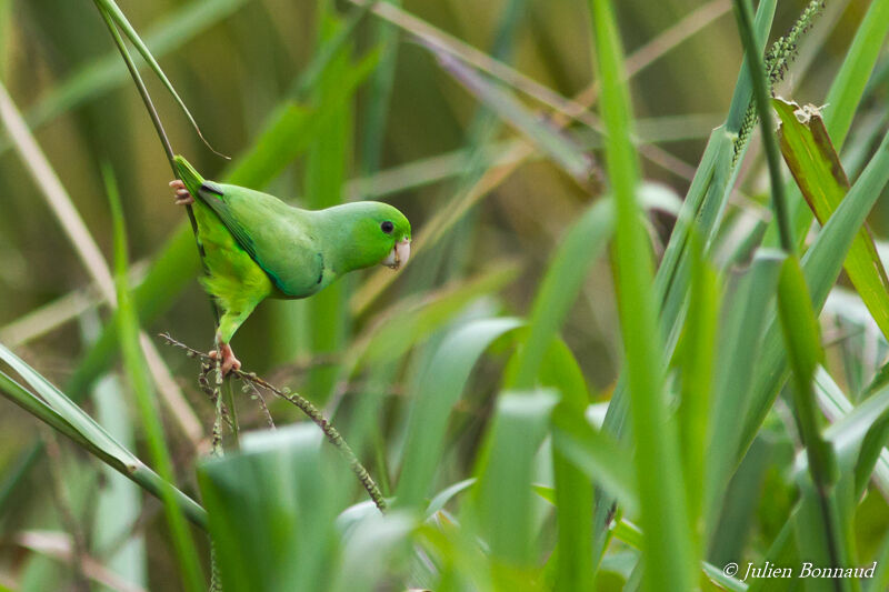 Green-rumped Parrotletadult, eats