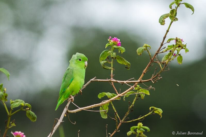 Green-rumped Parrotlet