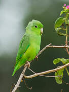 Green-rumped Parrotlet