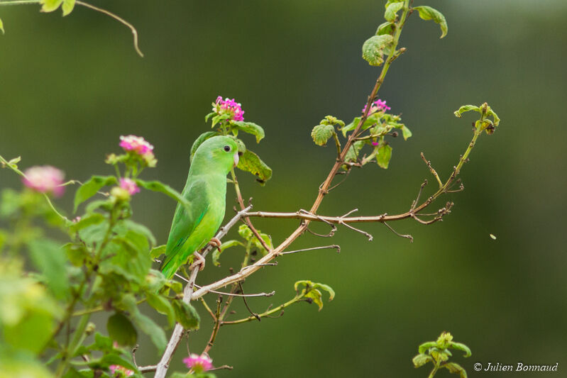 Green-rumped Parrotlet