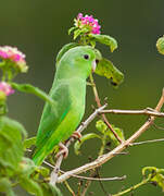 Green-rumped Parrotlet