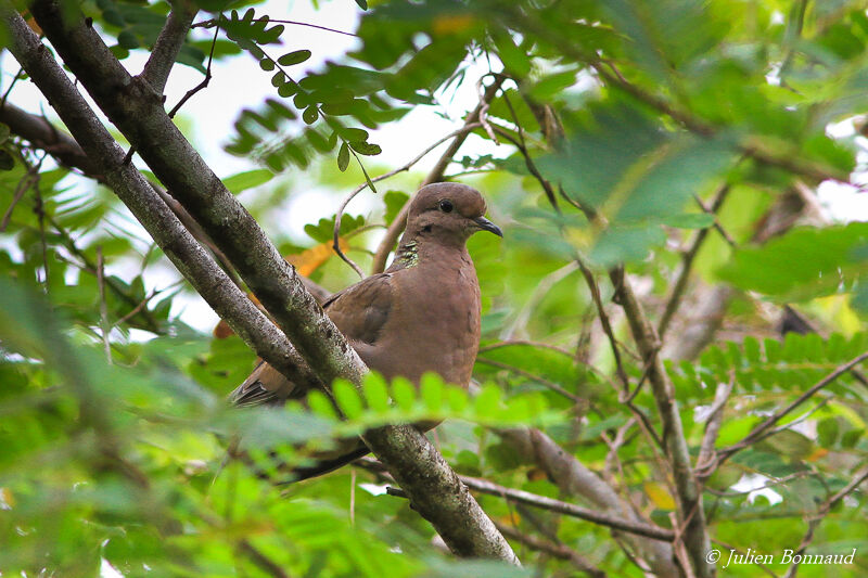 Eared Dove