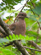 Eared Dove