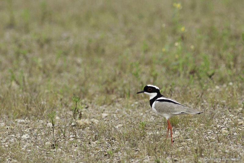 Pied Plover