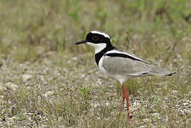 Pied Plover