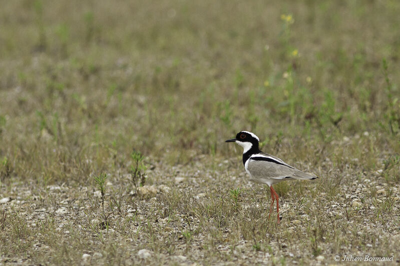 Pied Plover