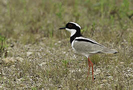 Pied Plover