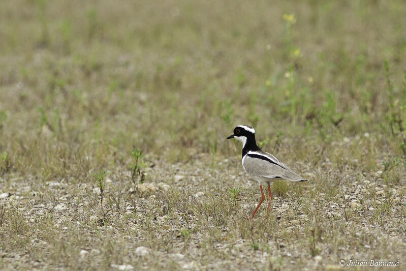 Pied Plover