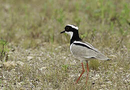 Pied Plover