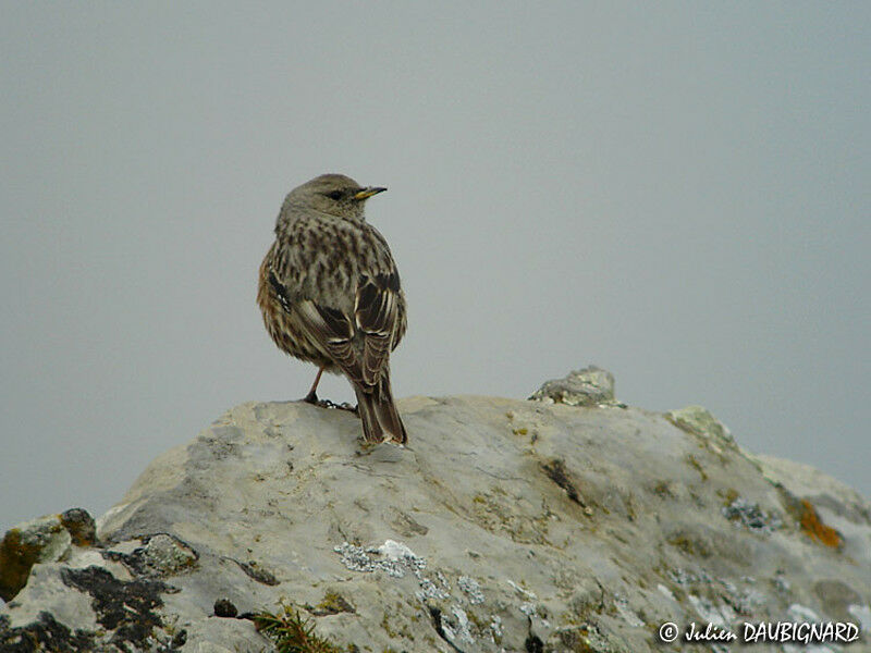 Accenteur alpin