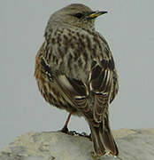 Alpine Accentor