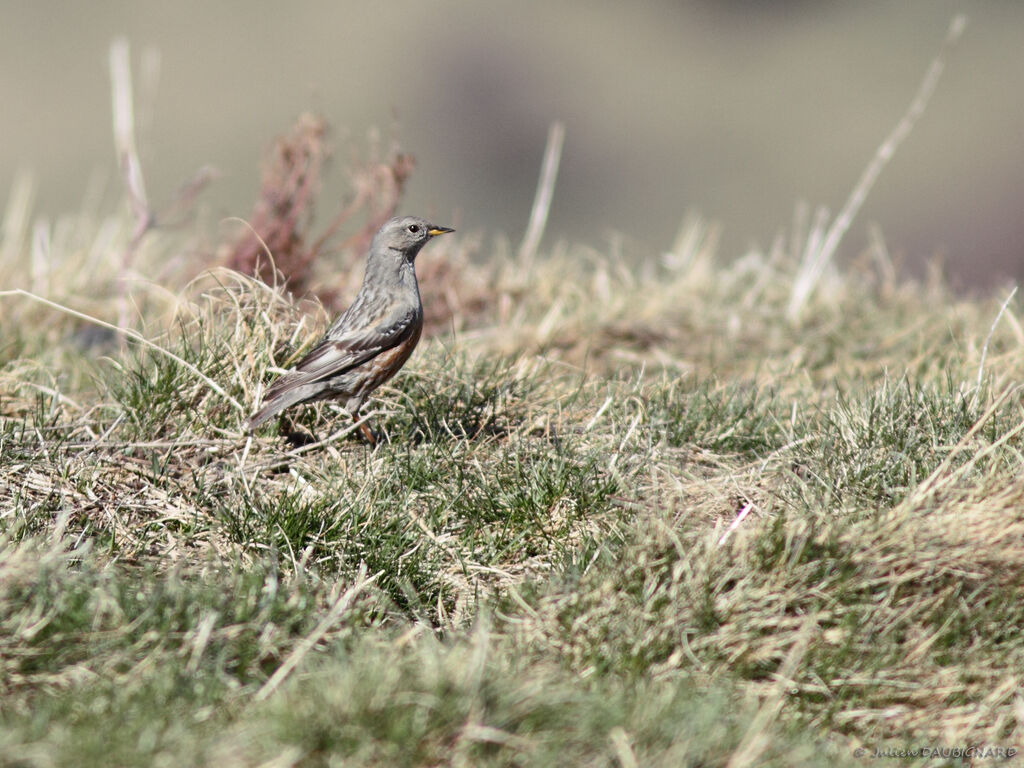 Alpine Accentor, identification