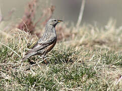 Alpine Accentor