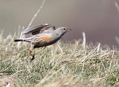 Alpine Accentor