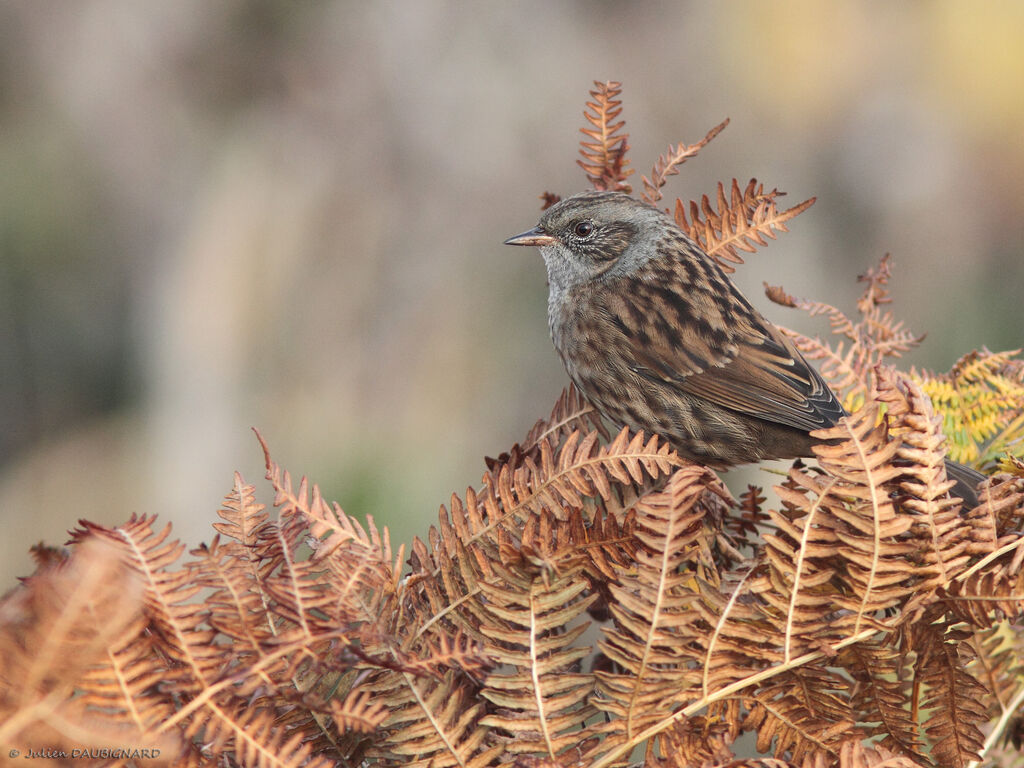 Dunnock, identification