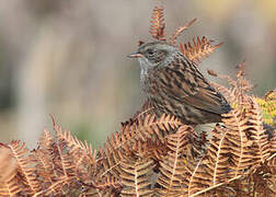 Dunnock