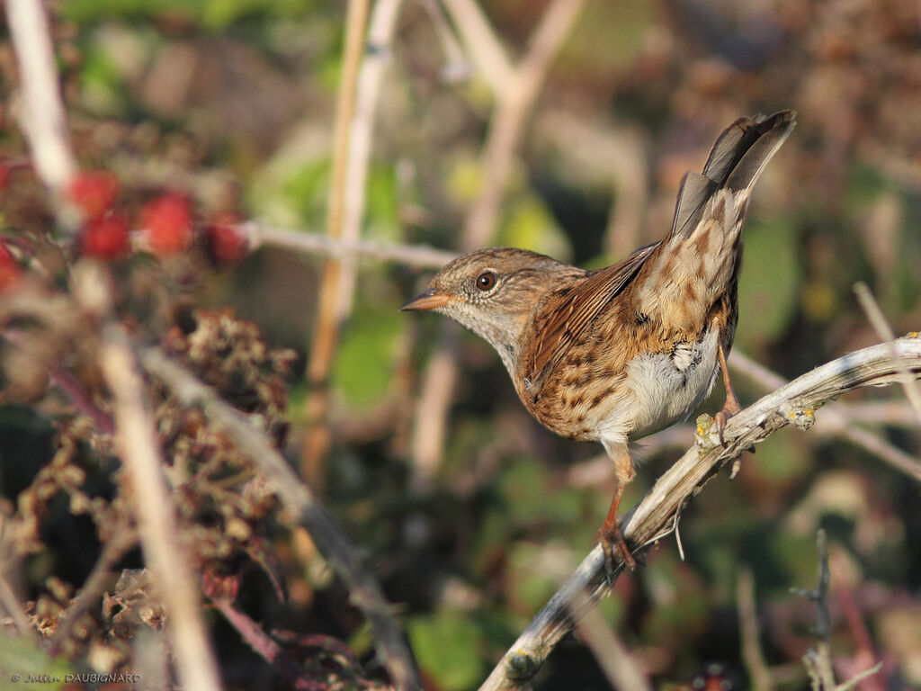 Dunnock, identification