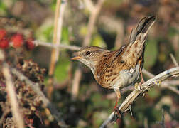 Dunnock