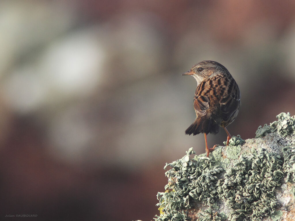 Dunnock, identification